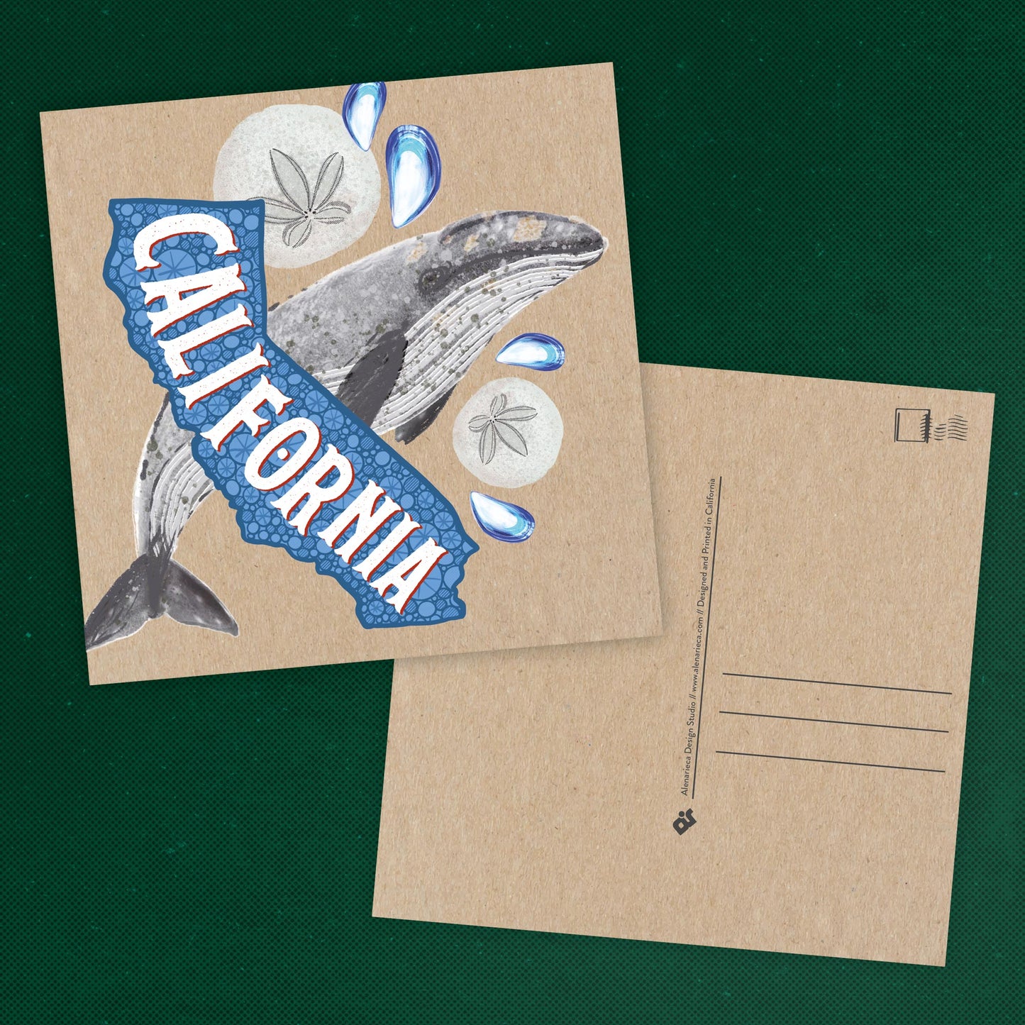 California Postcard – Whale & Sand Dollar