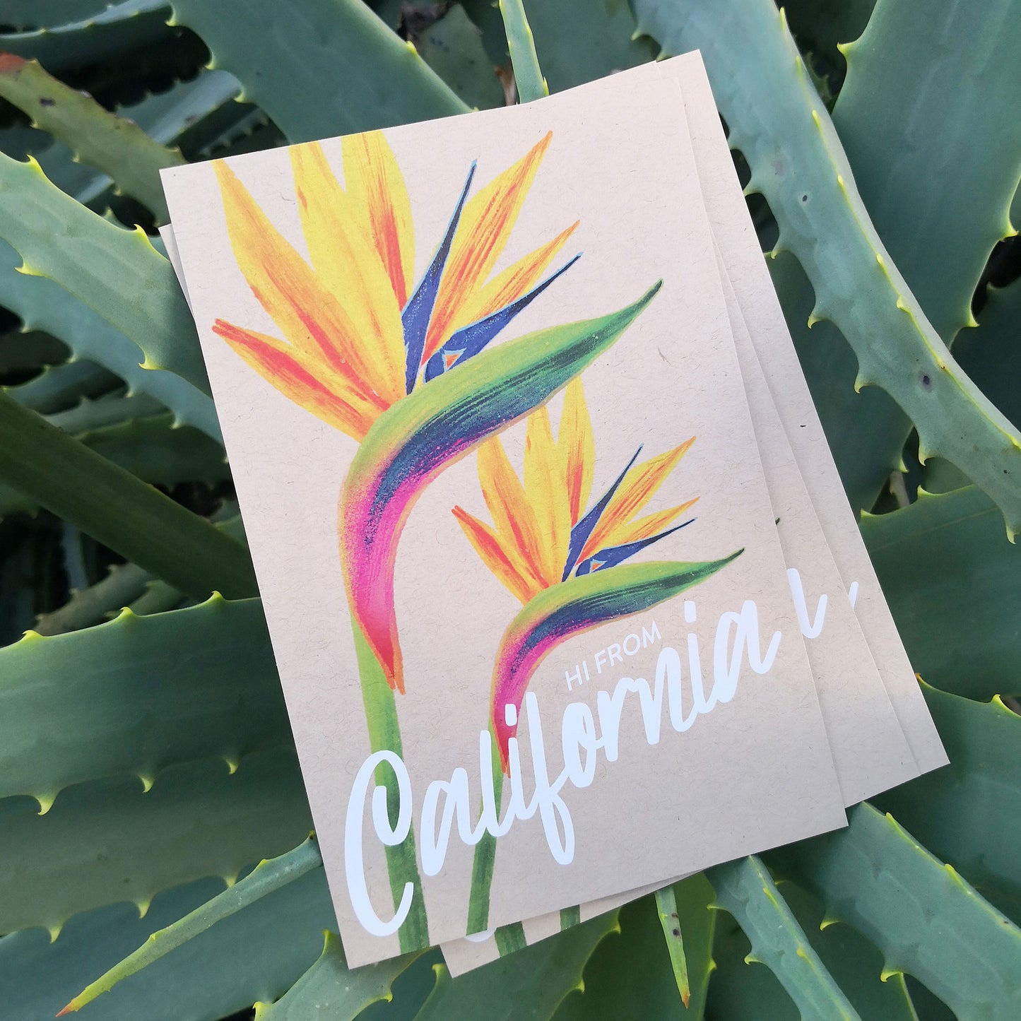 California Paradise Flower