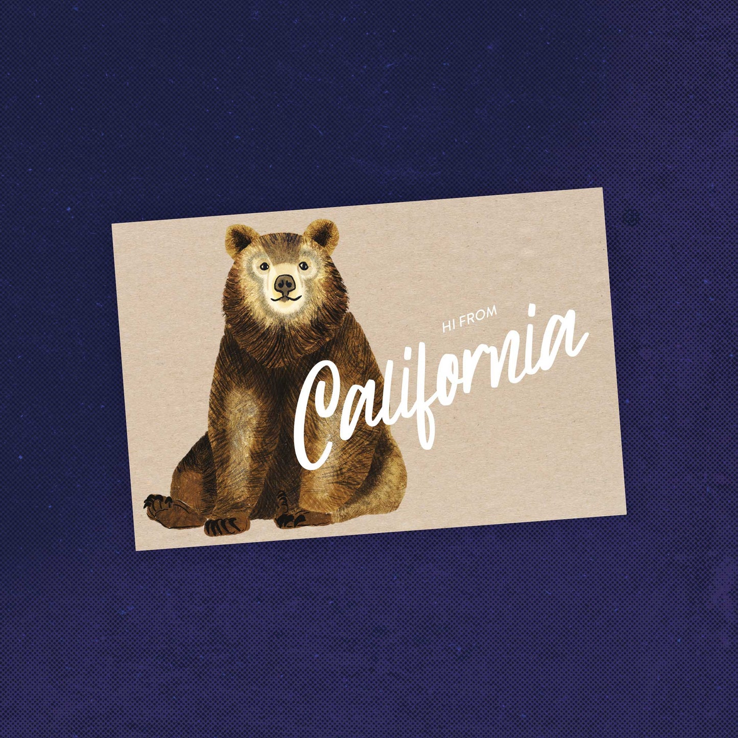 California Black Bear