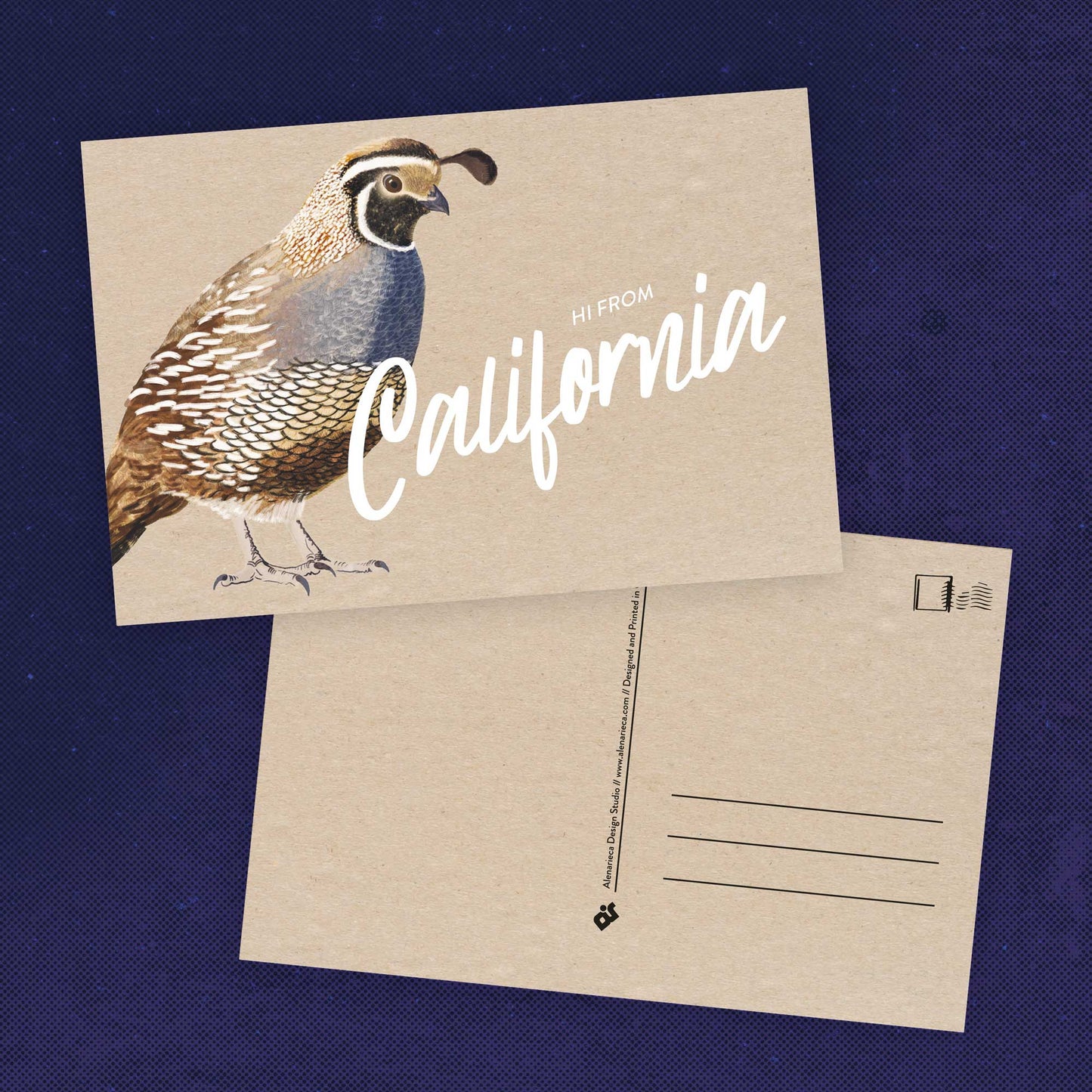 California Quail Postcard