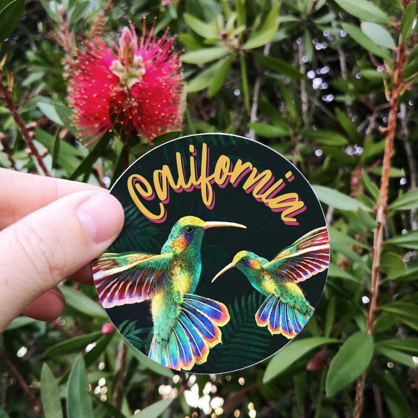 California Hummingbird Sticker