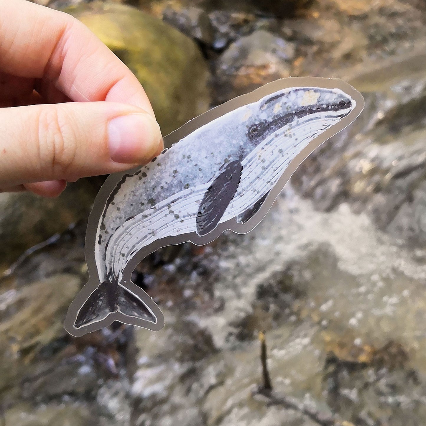 California Gray Whale Sticker