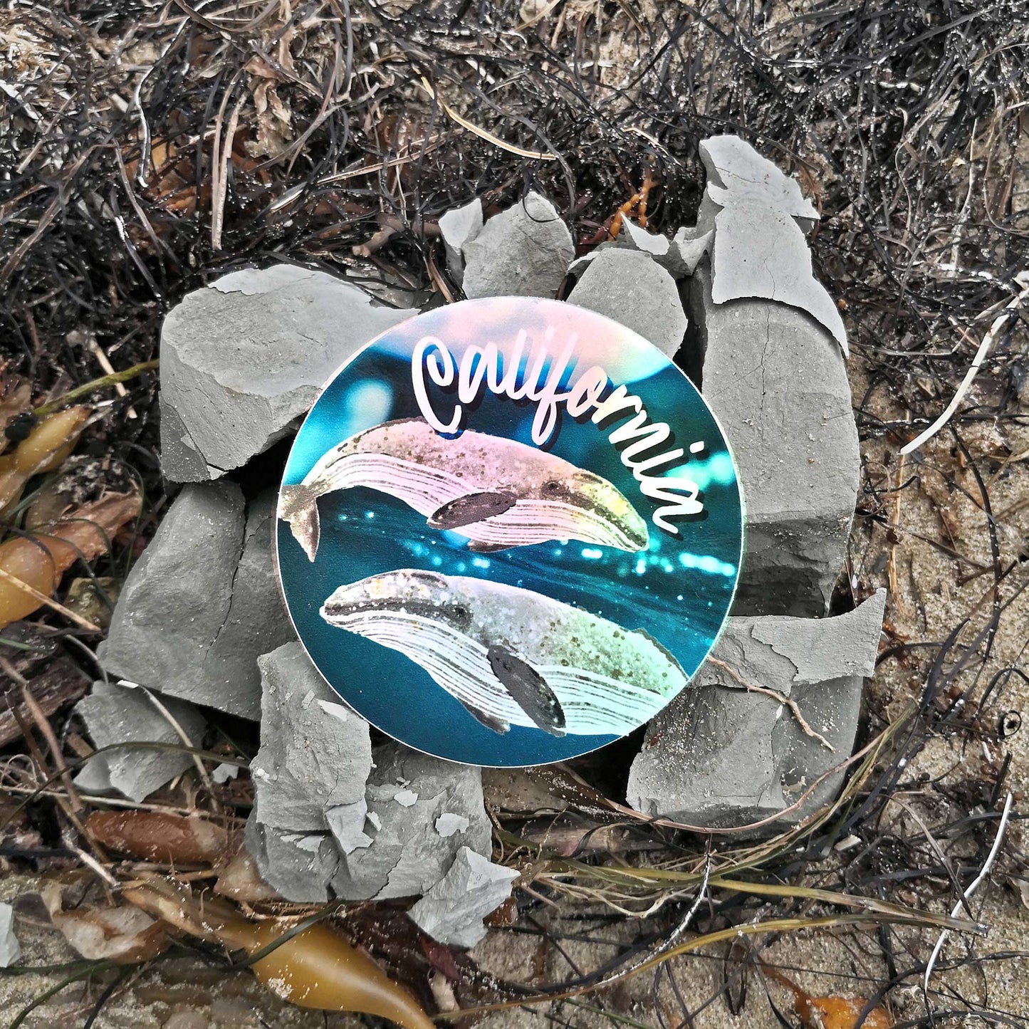 California Gray Whale Holographic Sticker