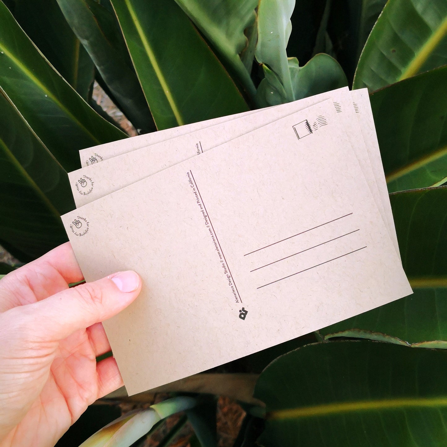 California Aloe Postcard