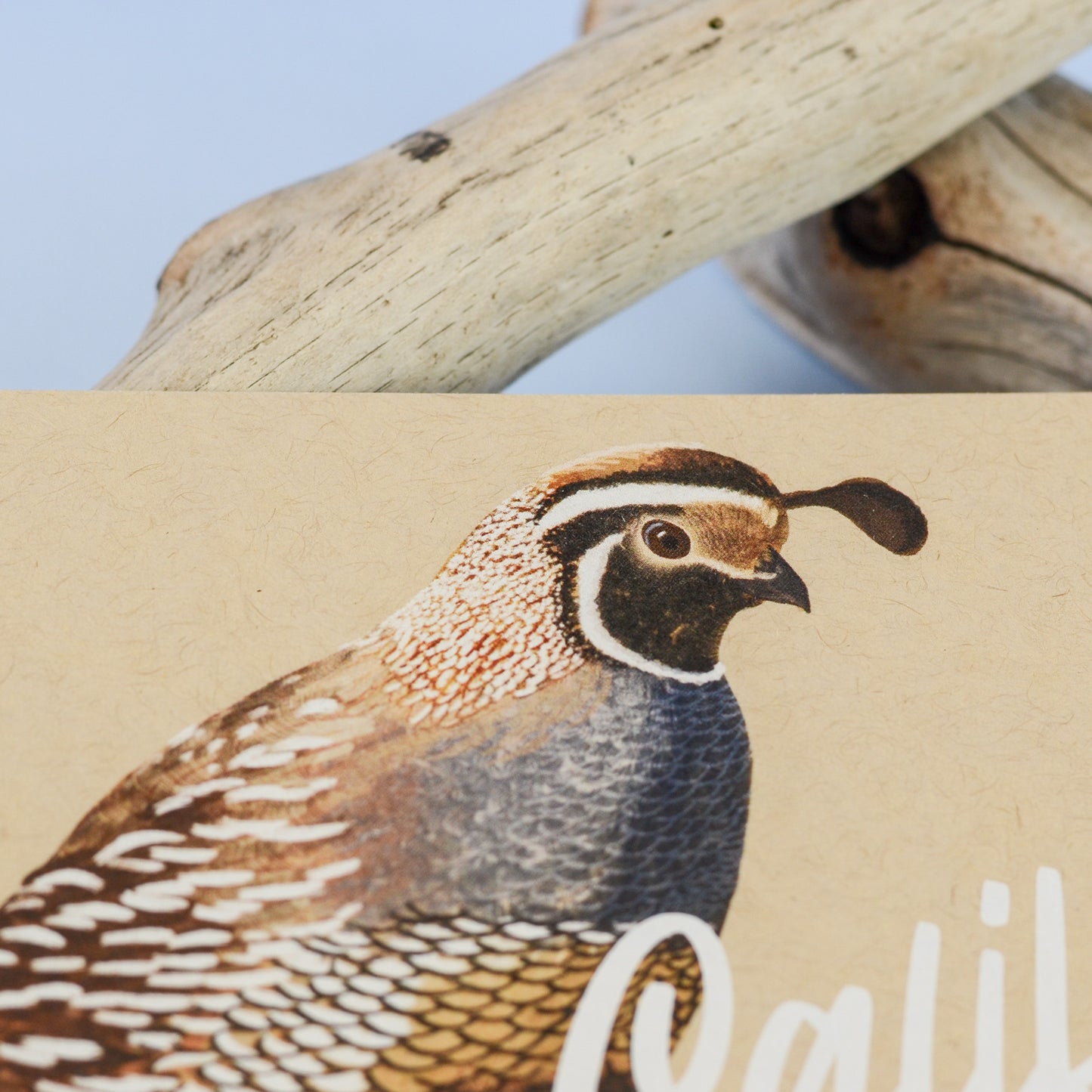 California Quail Postcard