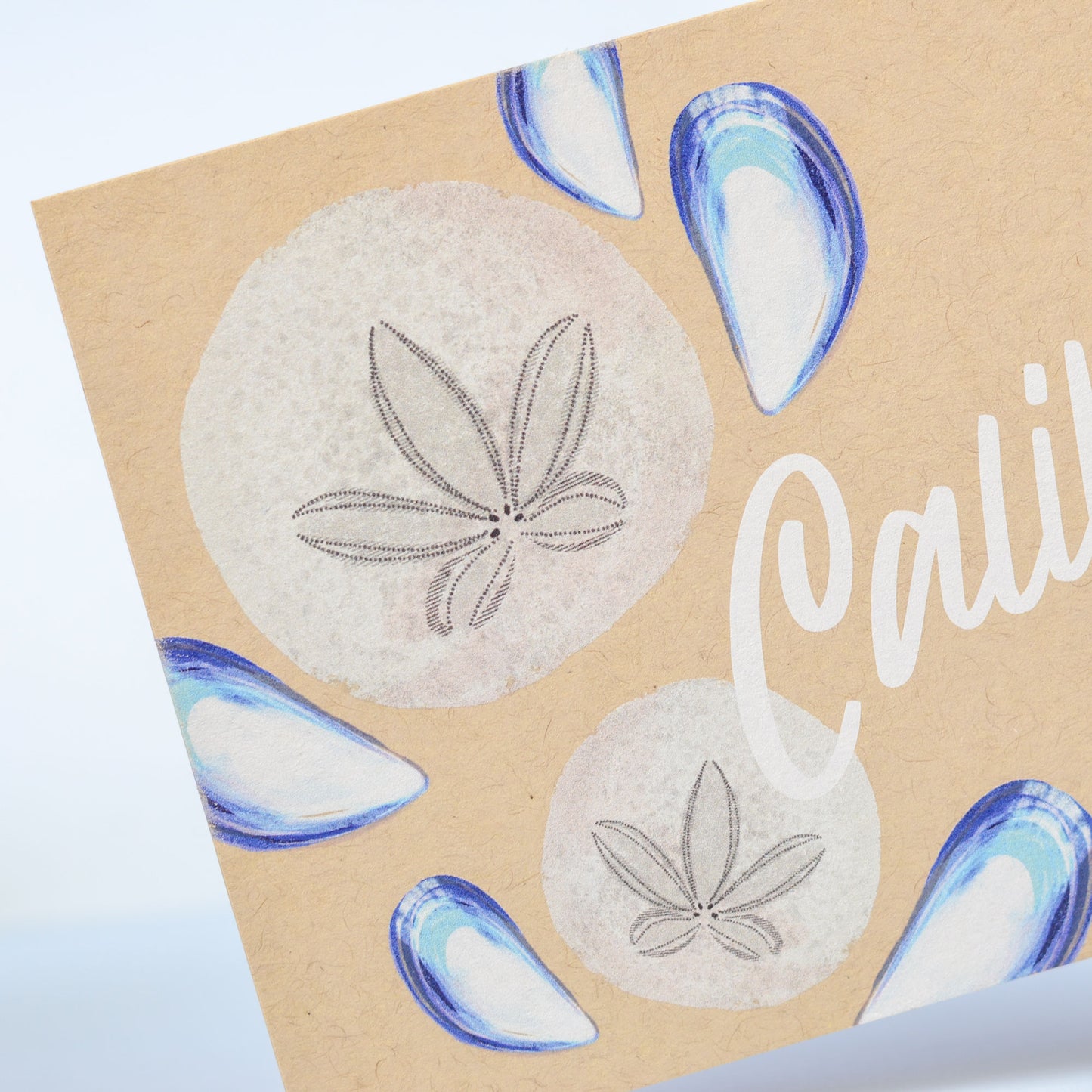 California Sand Dollar