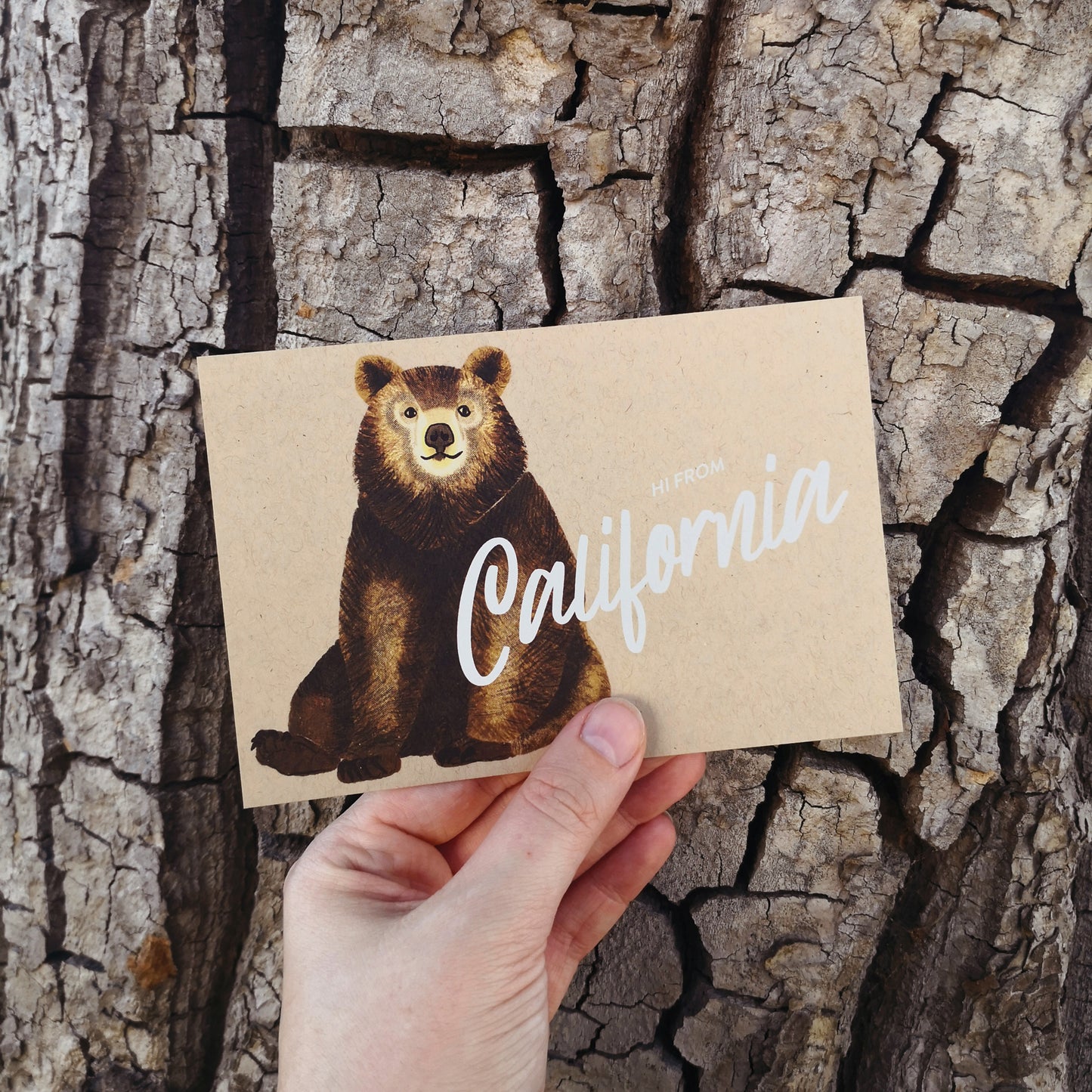 California Black Bear