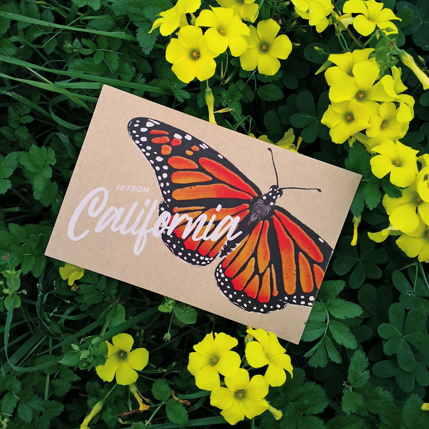 California Monarch Butterfly