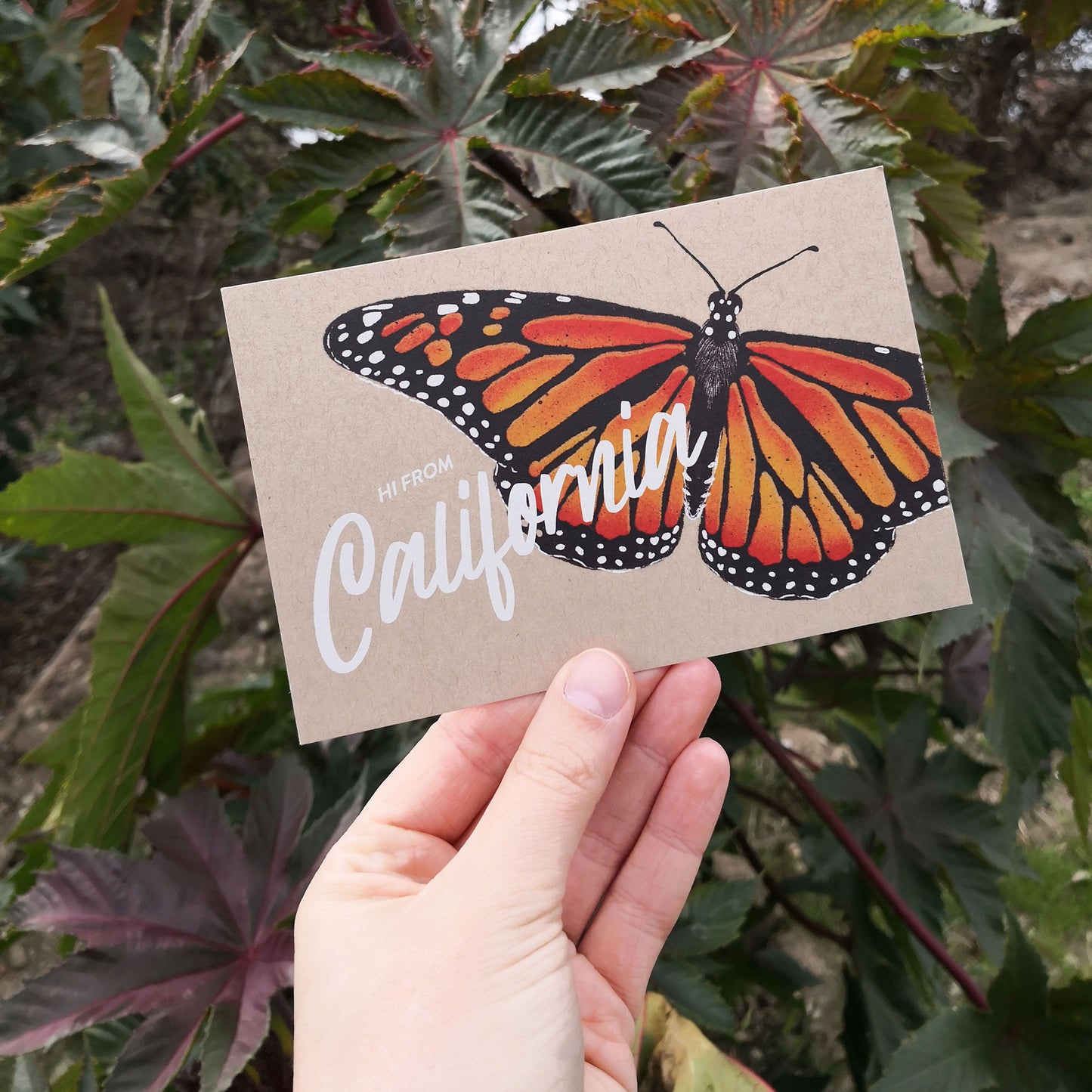 California Monarch Butterfly