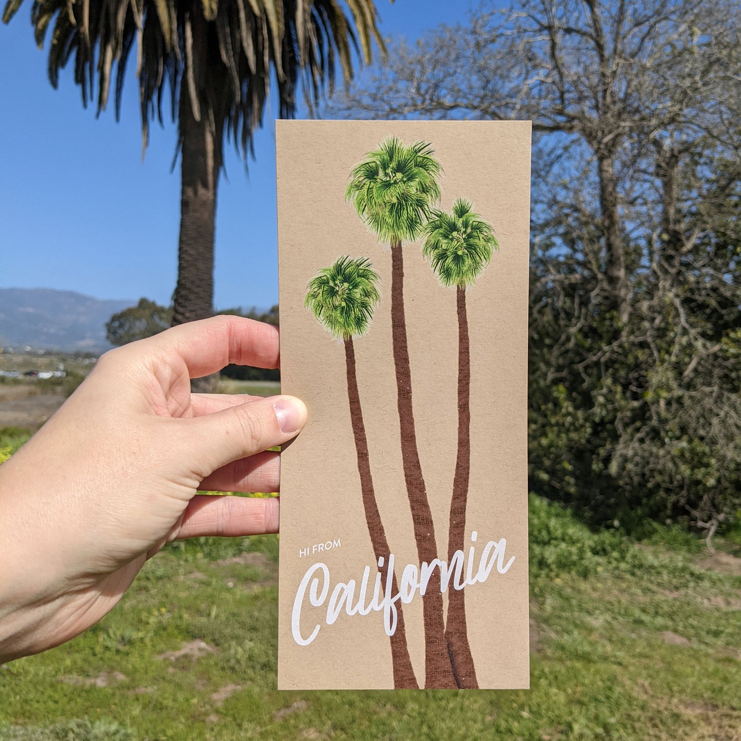 California Palm Trees Postcard
