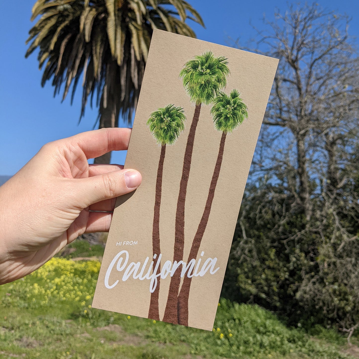 California Palm Trees Postcard