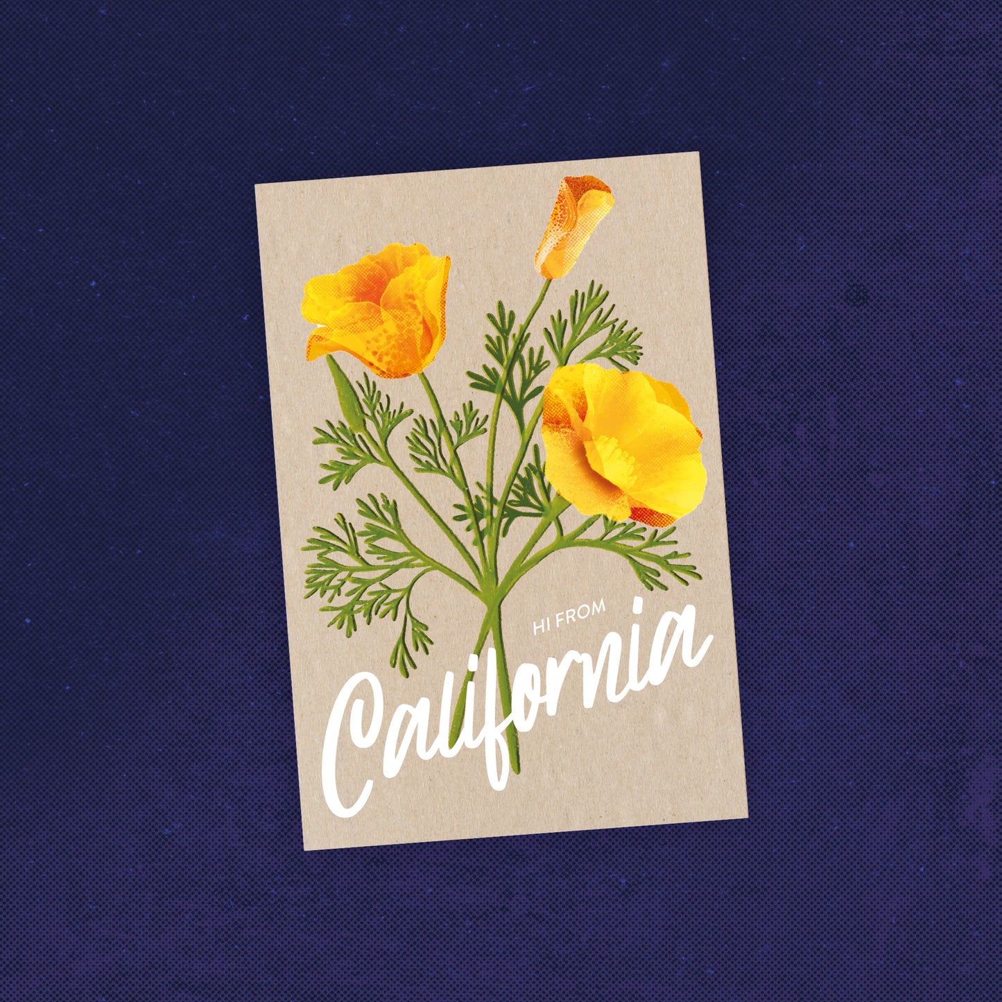 California Poppies Postcard