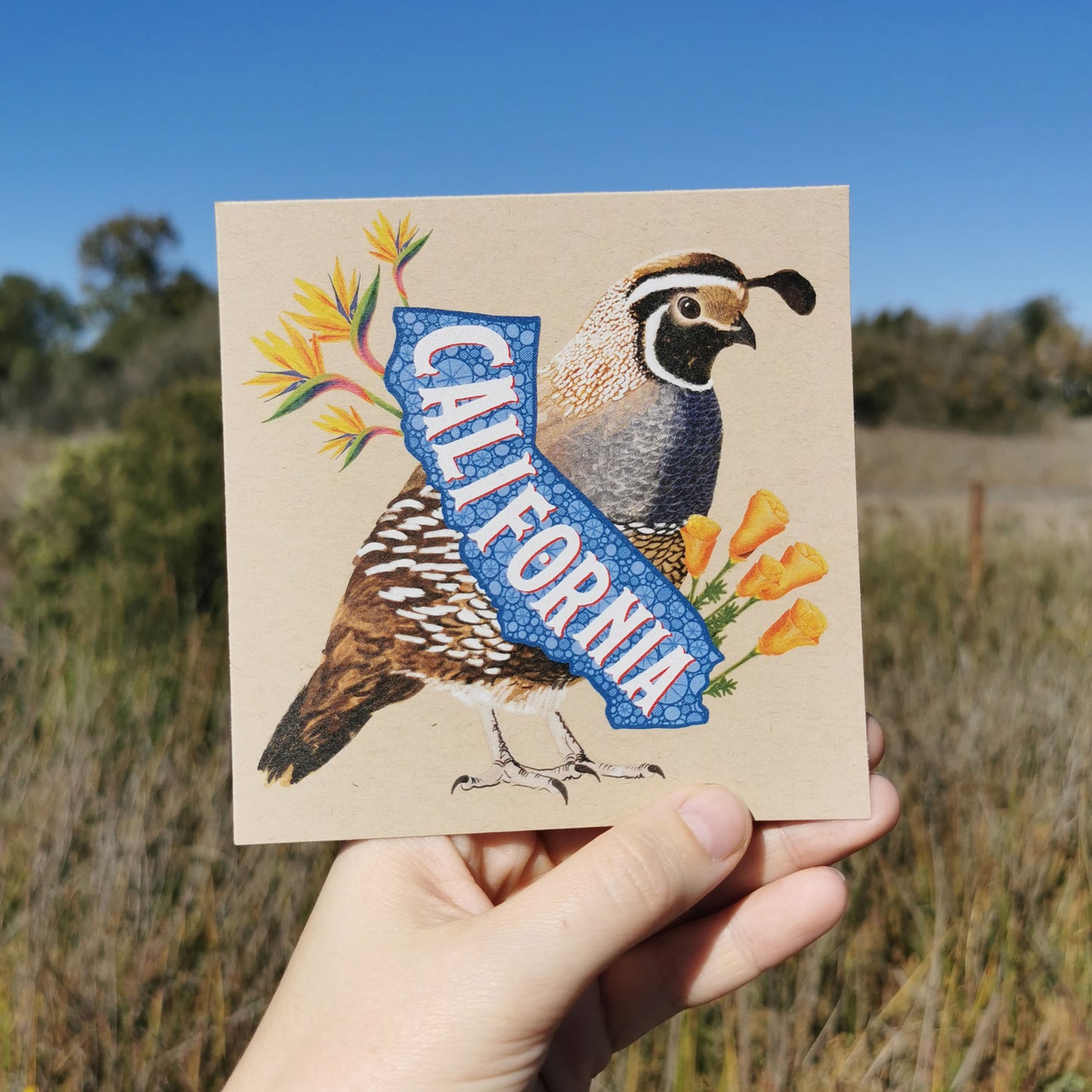 California Postcard – Quail & Flowers