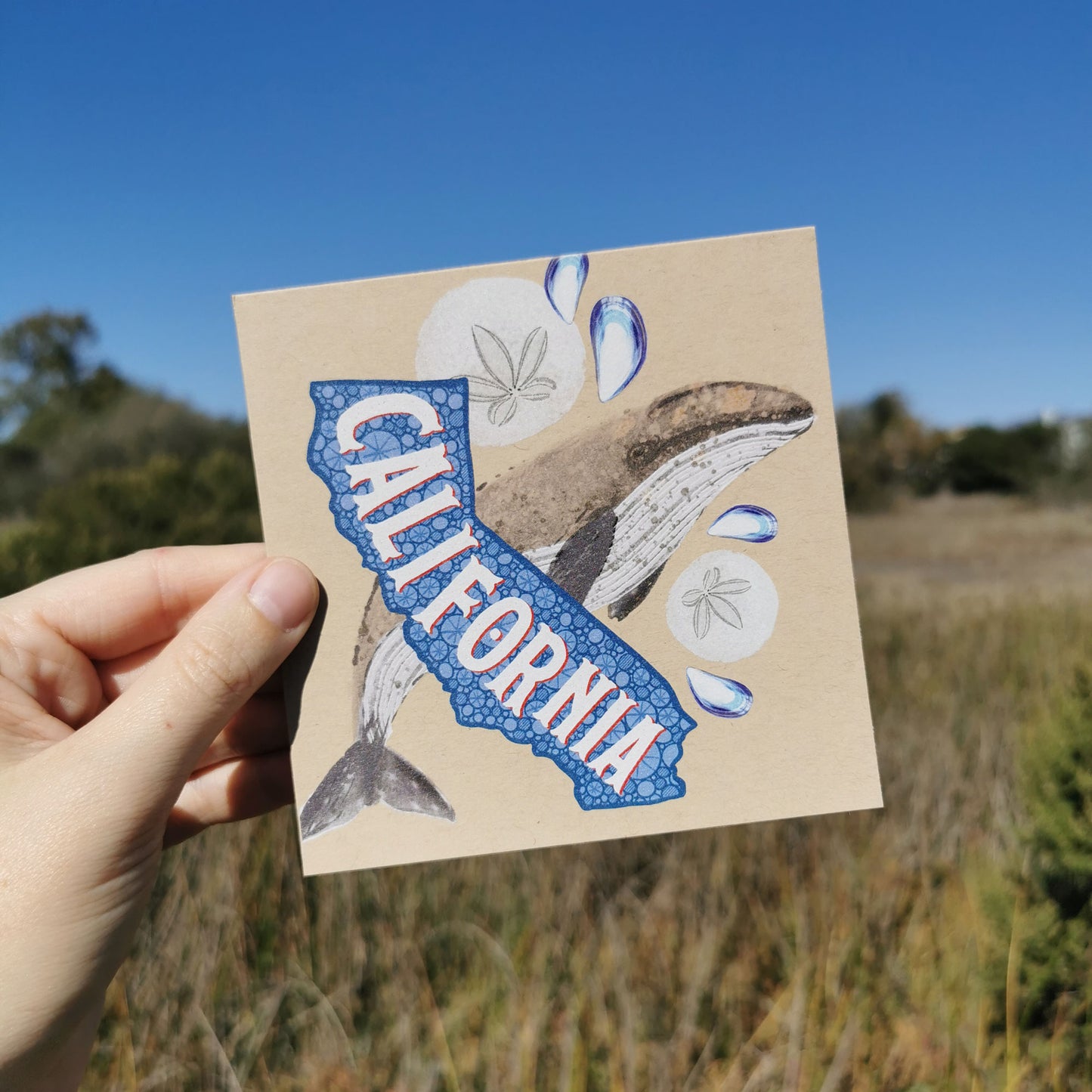 California Postcard – Whale & Sand Dollar