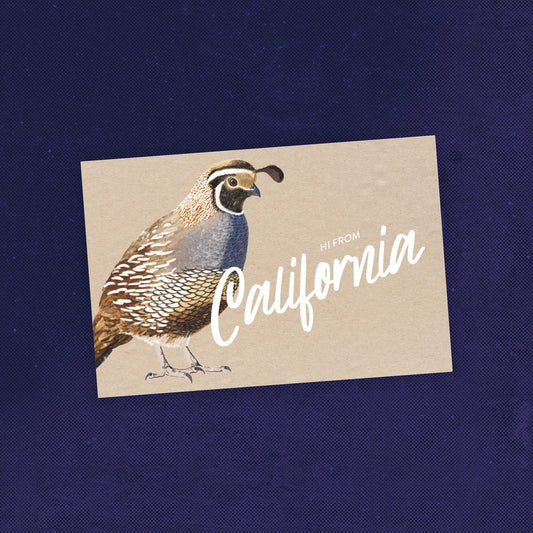 California Quail Postcard