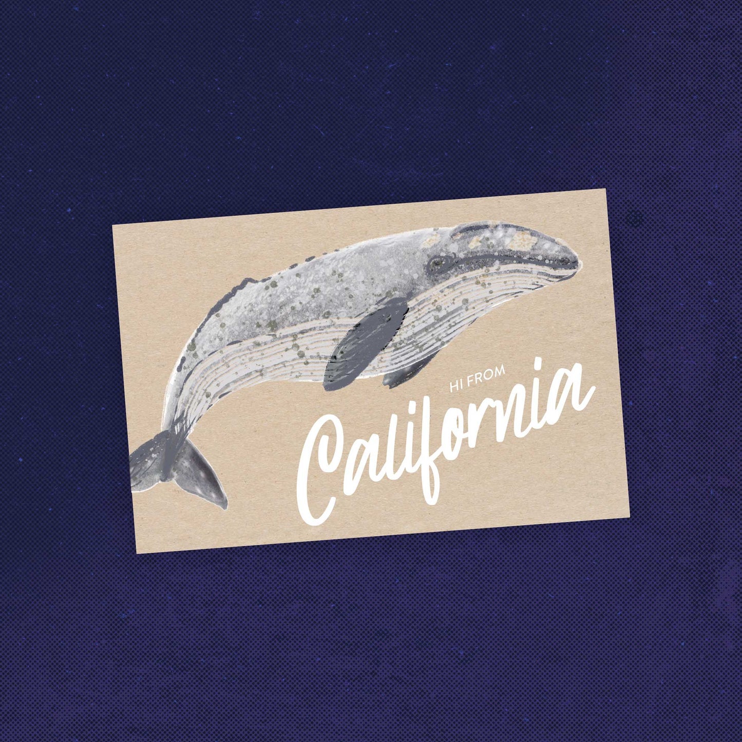 California Gray Whale Postcard