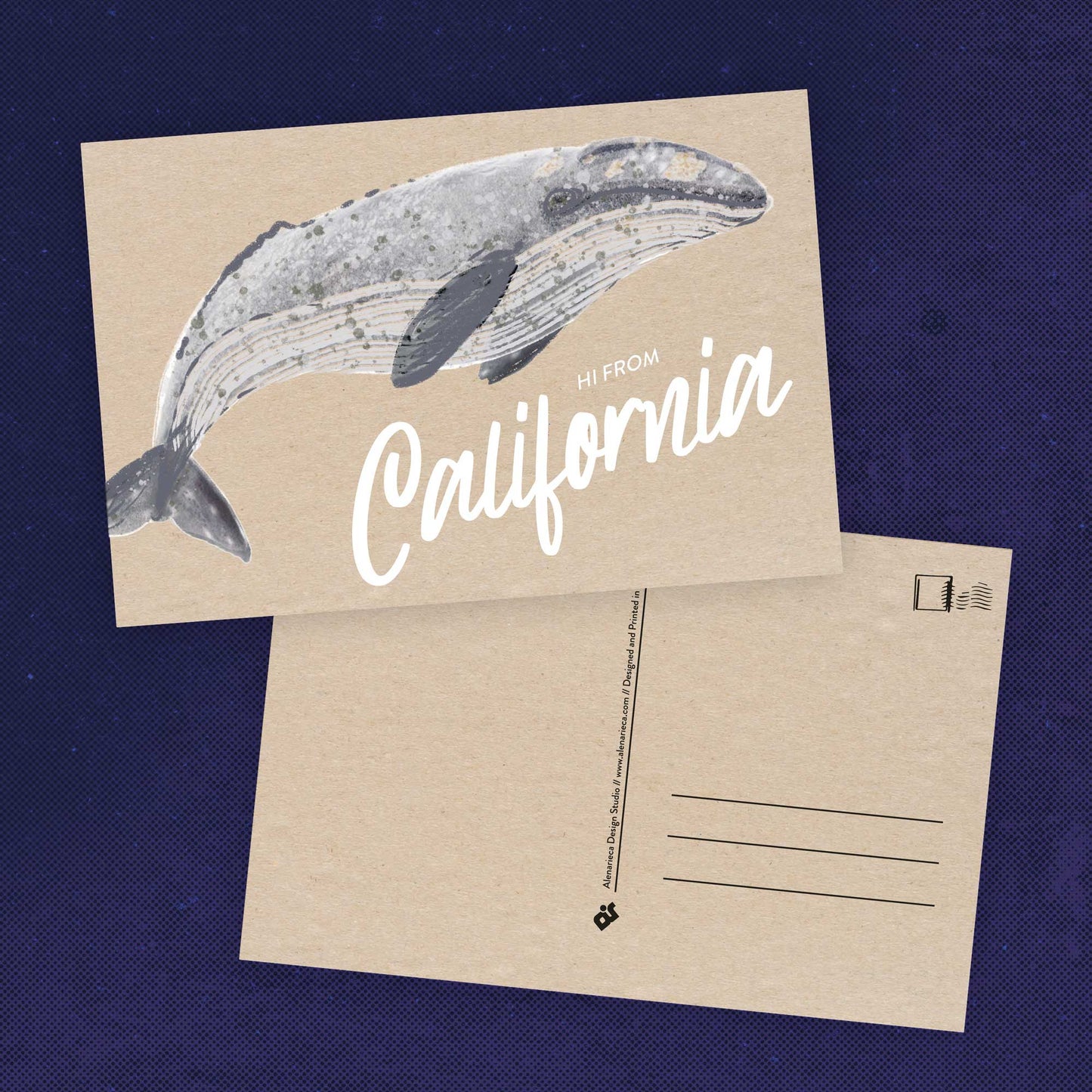 California Gray Whale Postcard