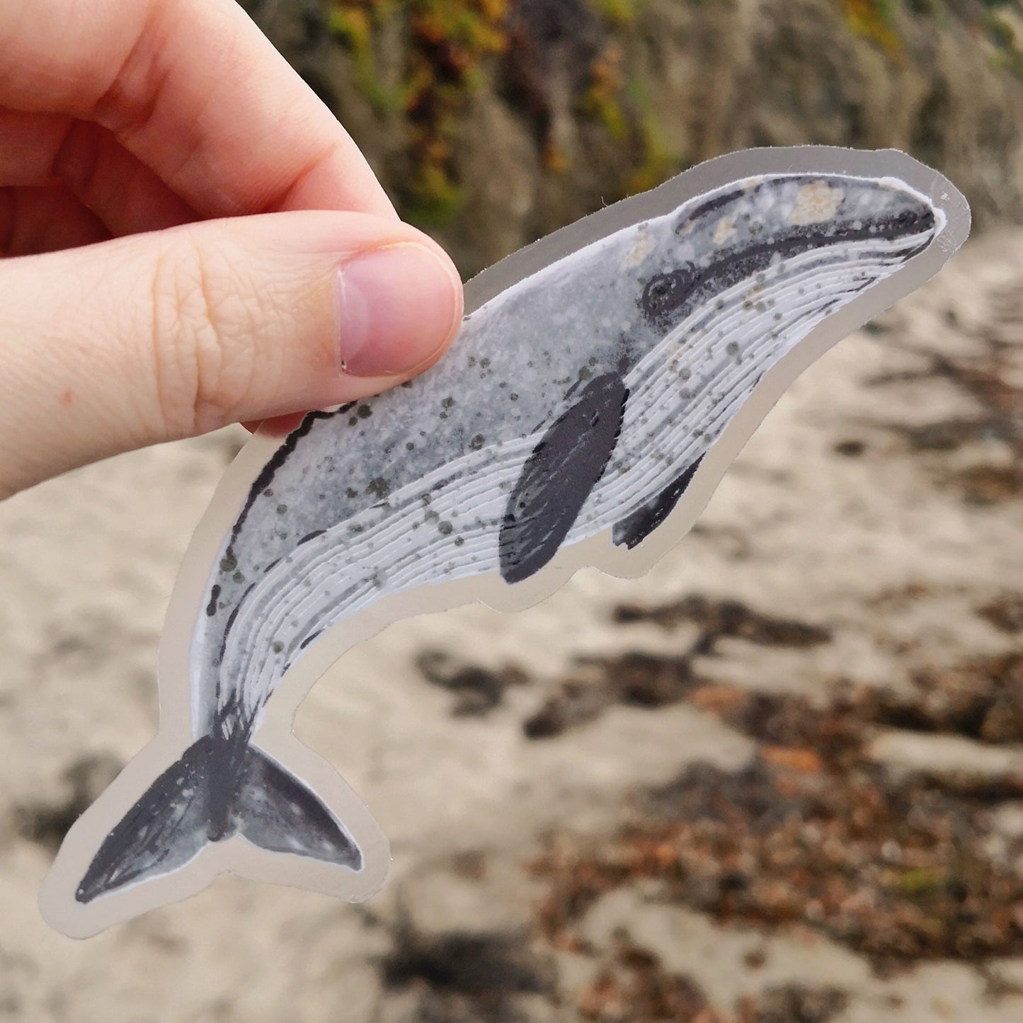 California Gray Whale Sticker