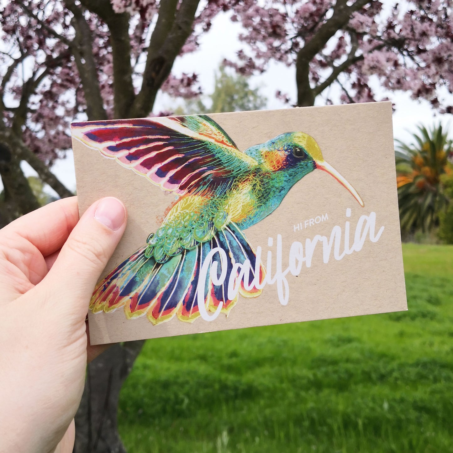 California Hummingbird Postcard