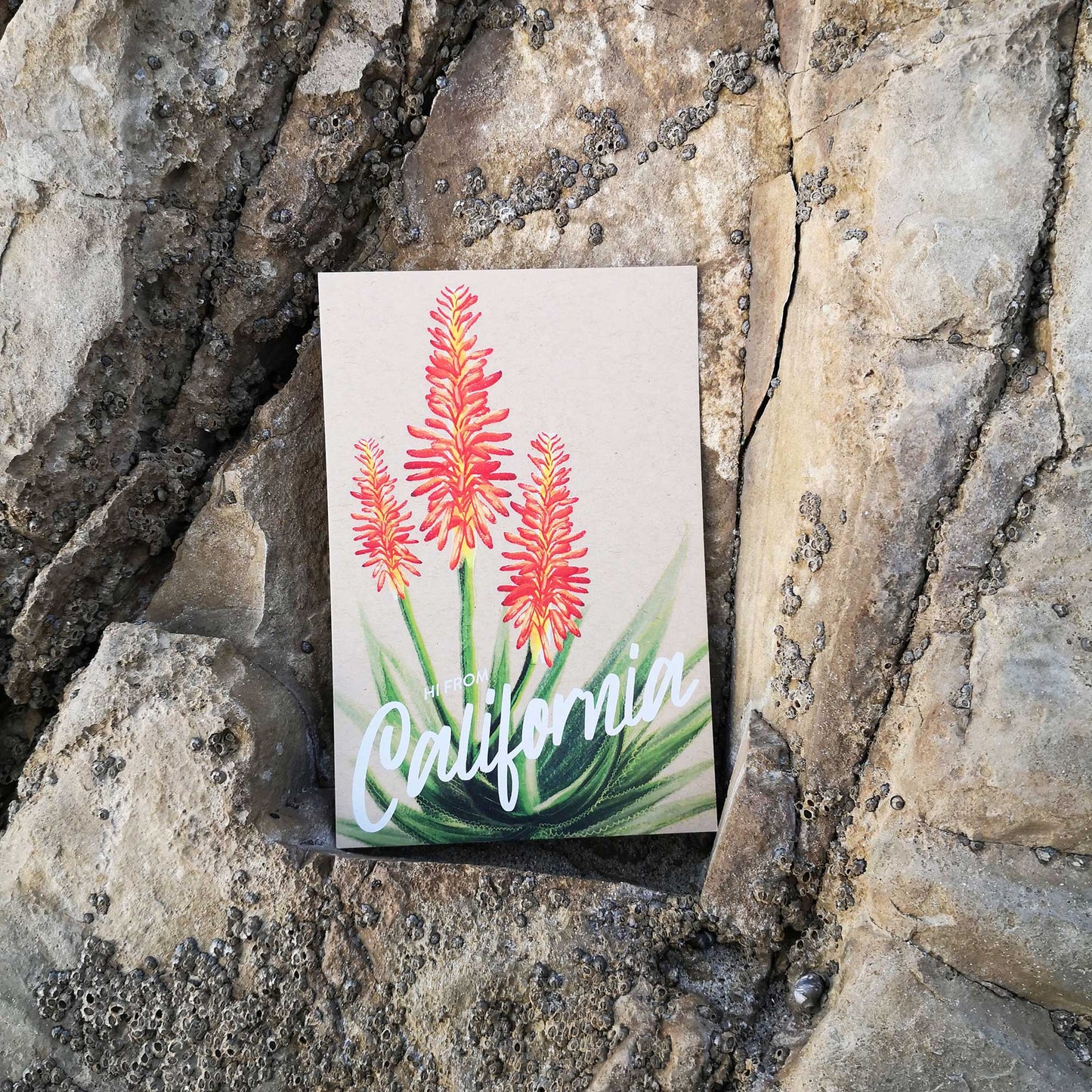 California Aloe Postcard